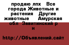 продаю лпх - Все города Животные и растения » Другие животные   . Амурская обл.,Завитинский р-н